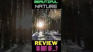 Coniferous forest Nature 