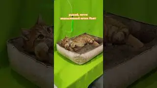 Красавец Ньют в добрые руки 