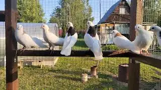 Полёты 20.06.23. Ижевские и пермские голуби.