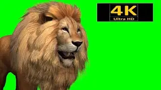 Lion || Green Screen Videos