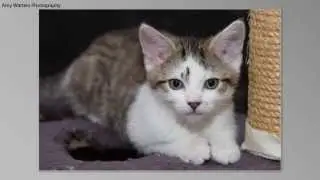 High Wycombe Photographer - RSPCA Kittens