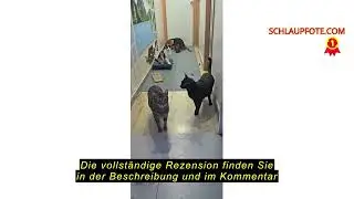 Produktbewertung Bull Tiger Prestige Gamrong Katze-Spielzeug Cat Fetch Toy Haustier Spielzeug für Ka