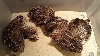 Золо - душ. А вы видели как перепела купаются в золе?