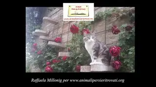 Una Scala Esterna per Gatti - Raffaela Millonig per www.animalipersieritrovati.org