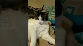 Tia🐱🖤 | TikTok | #Shorts