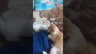 Кот играет с котёнком