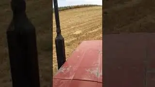 black snake mating (kara yılan çiftleşmesi)