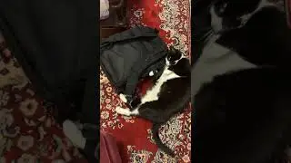 Shadow loves my backpack 😻