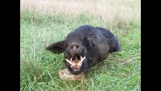 Big mountain boar taken while rifle hunting