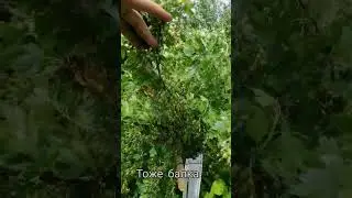Золотистая смородина устойчивая к заморозкам.