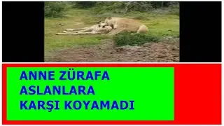 ANNE ZÜRAFA ASLANLARA KARŞI KOYAMADI VE YAVRUSUNU KAYBETTİ!