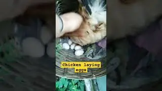CHICKEN LAYING EGGS #chicken #egg