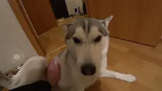 LEFT HASKY ONE IN THE APARTMENT FOR 9 HOURS! DOG OF SCREENING 2. HASKI MEETS THE HOST