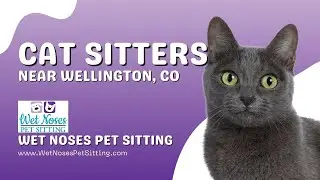 Cat Sitters Near Wellington Colorado | (970) 980-1325