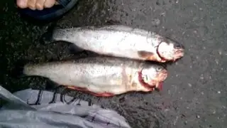 Рыбалка в Куркиёки