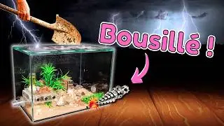 Mes fourmis bousillent leur monde (jpp) ! (Camponotus fedtschenkoi)