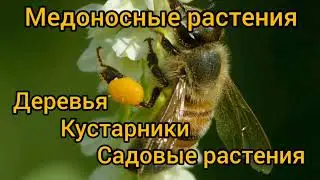 Растения медоносы