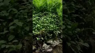 magnificent nature