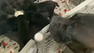 Puppies 4 weeks old #canecorso
