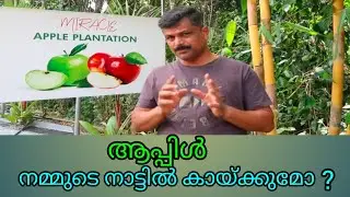 ആപ്പിൾ കൃഷി -Tropical claimate