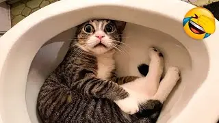 😂best cat video of 2023 | funny animal video🐹|Funny Petsclass #1