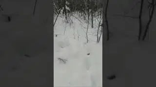 Охотник или жертва? 