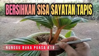 Nunggu Buka Puasa Part 19 || Membersihkan Sisa Sayatan Tapis