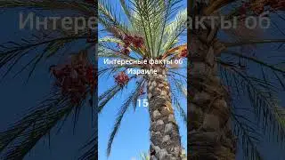 Факты об Израиле. 15. Финики. Израиль. ХТГНН. Хорошо там где нас нет.