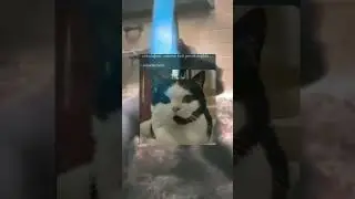 İnstagram - Twitter video #515 #tiktok #twitter merhaba