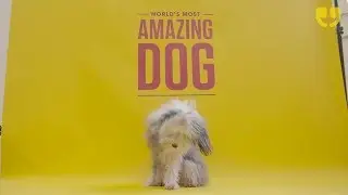 World’s Most Amazing Dog | National Paw-trait Gallery