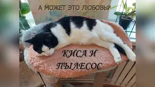Киса и пылесос или Любовь с первого взгляда