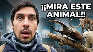 Insectos y otros ANIMALES embalsamados !!