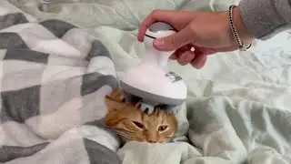 SPA DAY FOR MY CAT ASMR 🥹