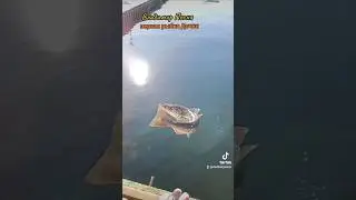 Владимир Песня / Загадай первая рыбка дочки 