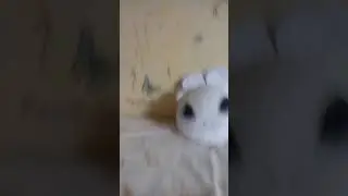 Обзор на мои игрушки