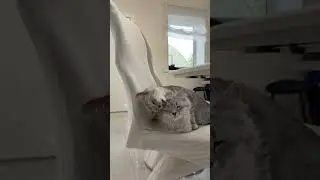Кошачьи милости ❤️