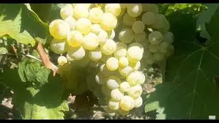 New technical varieties in my collection, which produced their first harvest this season.