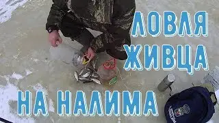 ПЕРВЫЙ ЛЕД/ЛОВИМ ЖИВЦА НА НАЛИМА/АРХАНГЕЛЬСКАЯ ОБЛАСТЬ