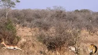 Watch The Speed Of Cheetah Trying To Hunt Impala