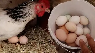 Folluklardan Yumurta Toplama !! Bu Kez Dışarıdan Başladım
