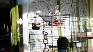 African Grey Ordering food