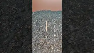 Сажаем лук на рассаду #лук #сад #огород #рассада #сезоноткрыт