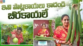 Longest ridge gourd harvest in garden || TELUGU GARDEN VLOG