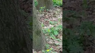 Белка🐿️ 