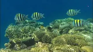 О программе, которая красиво показывает все на свете. Часть 2.