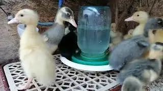 Бегунята - знатные поросята.