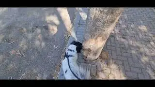 🔴СУЕТА СУЕТ🔴КОГДА НАЧНУТСЯ КАНИКУЛЫ🔴УСТАЛА