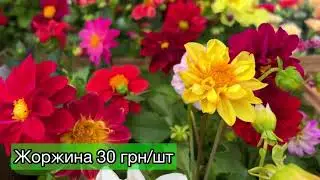Огляд цін на квіткові саджанці🌺🌸🌹 08.06.23