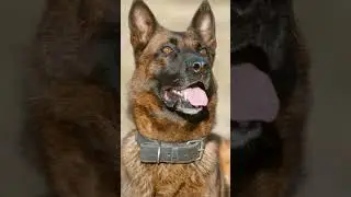 Малинуа: Бельгийская овчарка 😉 #животные #собаки #малинуа