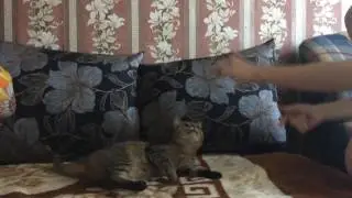Трюк 